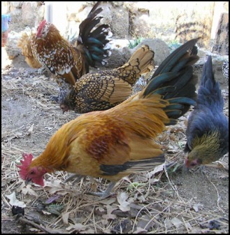 Flock of bantam chickens